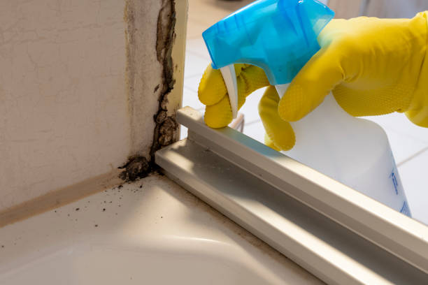 Attic Mold Removal in Centennial Park, AZ