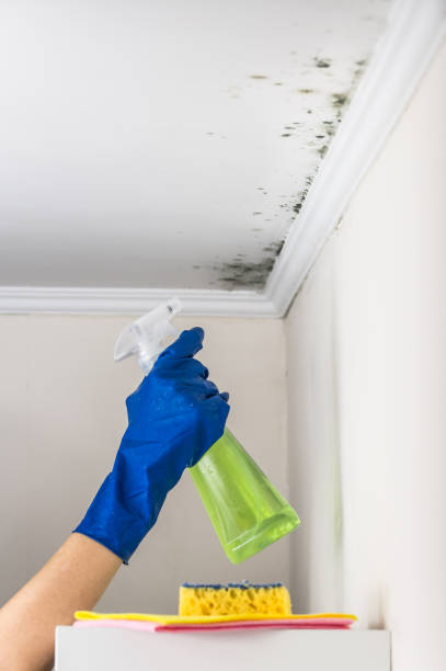 Best Attic Mold Removal  in Centennial Park, AZ
